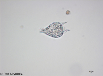 phyto/Bizerte/bizerte_bay/RISCO November 2015/Podolampas bipes (150417_001_ovl-2).tif(copy)_thumb.jpg